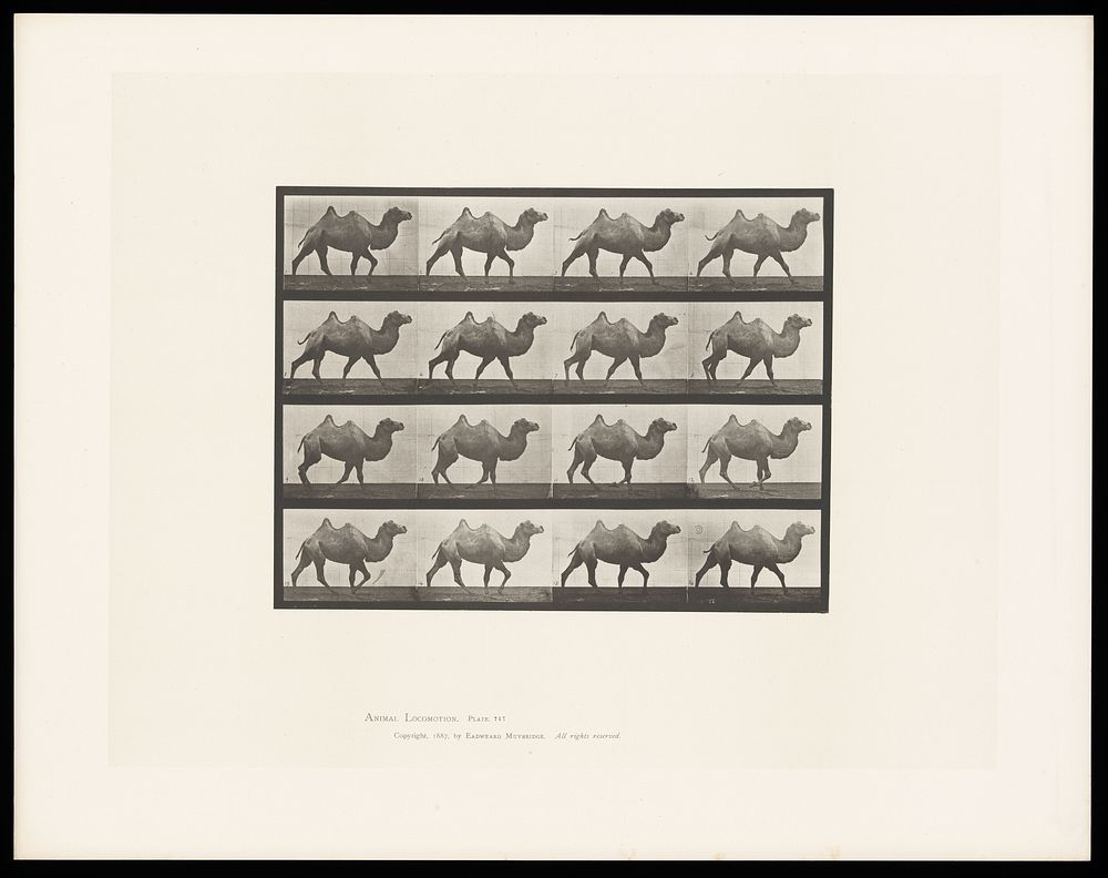 A camel walking. Collotype after Eadweard Muybridge, 1887.