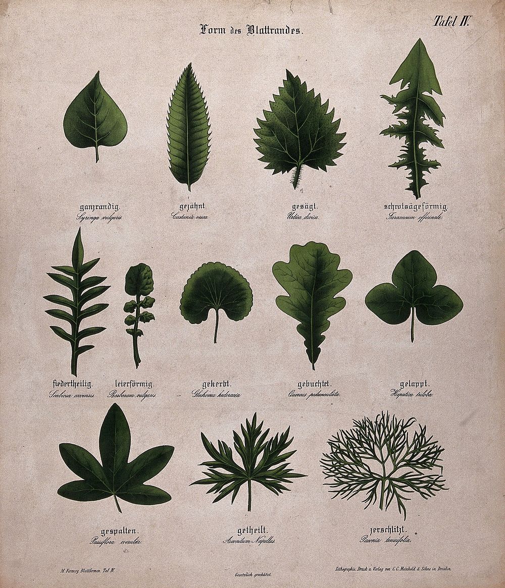 Twelve plant leaves with different types of margin. Chromolithograph, c. 1850.