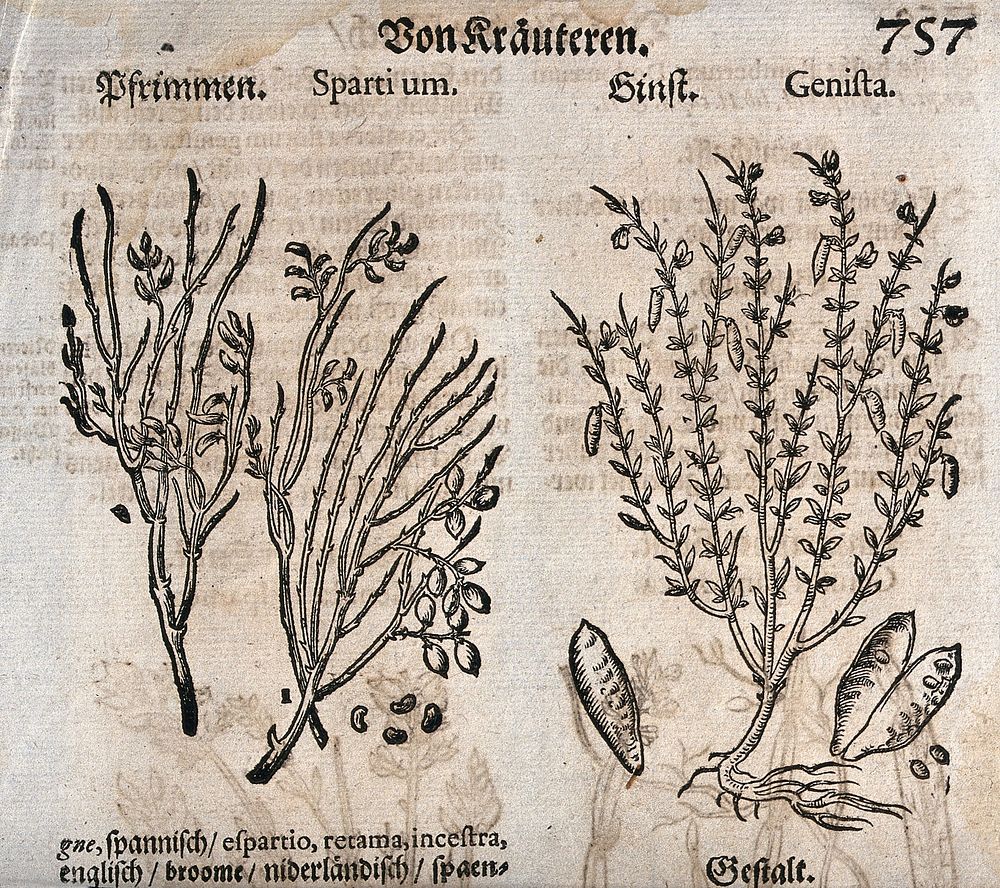 Two plants: spanish broom (Spartium junceum) and broom (Genista species). Woodcut.