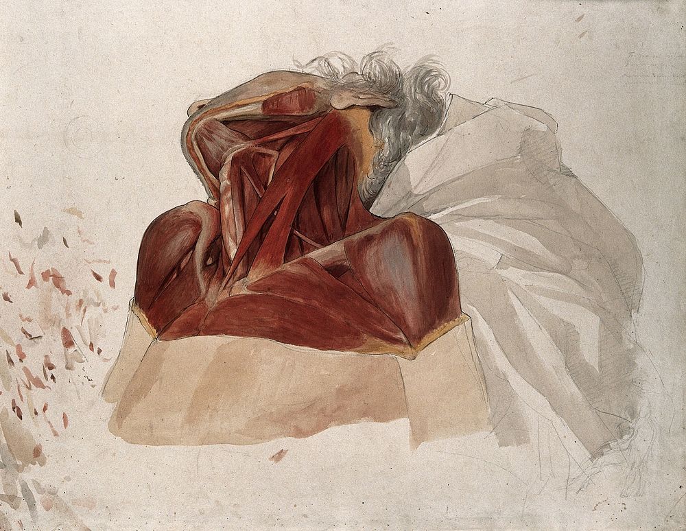 Partially dissected neck, shoulders and chest of a man, side view, showing the deltoid and pectoralis muscles. Watercolour…