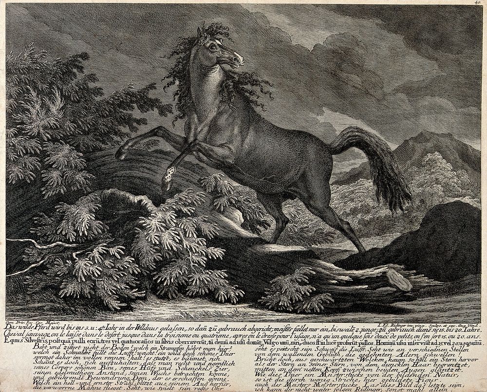 A wild horse rearing in front of a mountainous landscape. Etching by J.E. Ridinger.