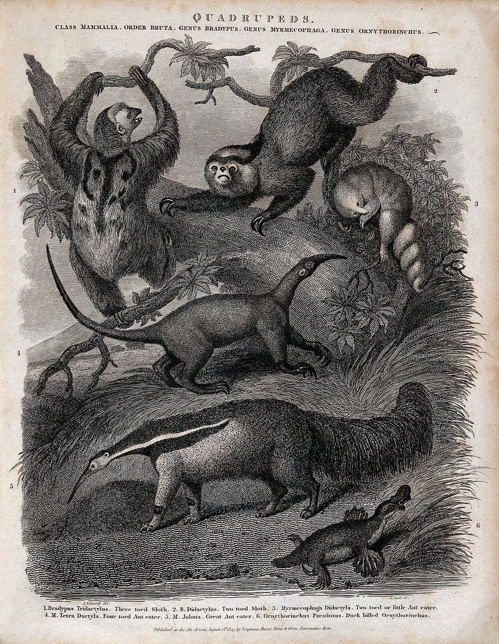 Six four-footed mammals, including sloths and ant eater. Line engraving by J. Scott after S. Edwards.