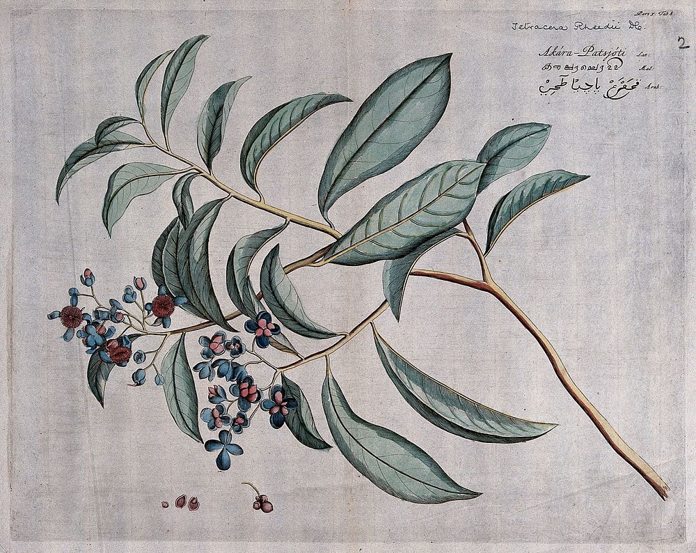 Tetracera laevis Vahl: branch with flowers and fruit, separate fruit and cross-section of fruit with seed. Coloured line…