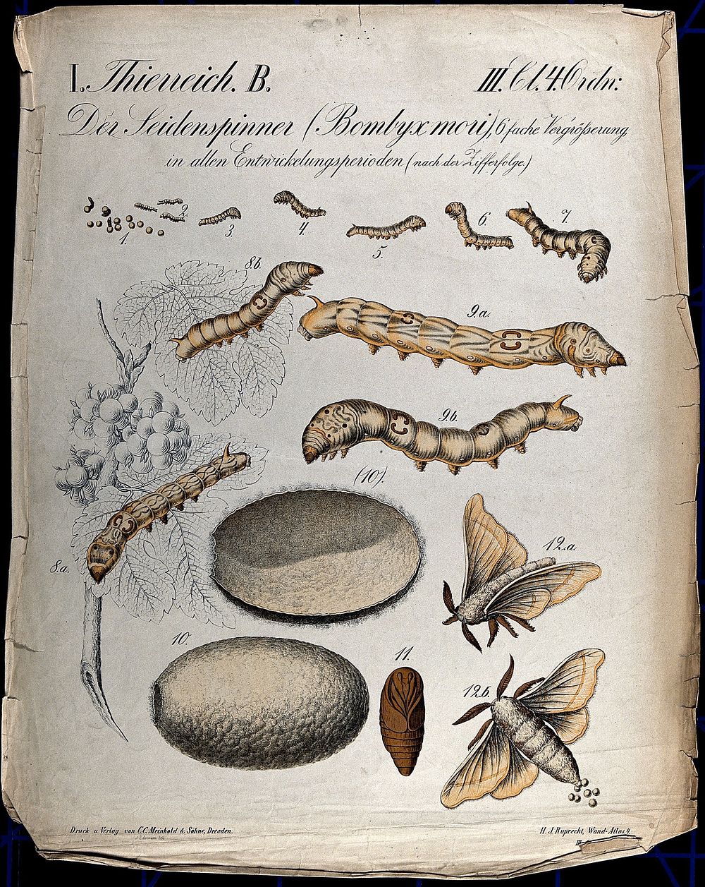 Silkworms: thirteen figures showing silkworms at various stages of development, from egg and caterpillar, to pupa and moth.…
