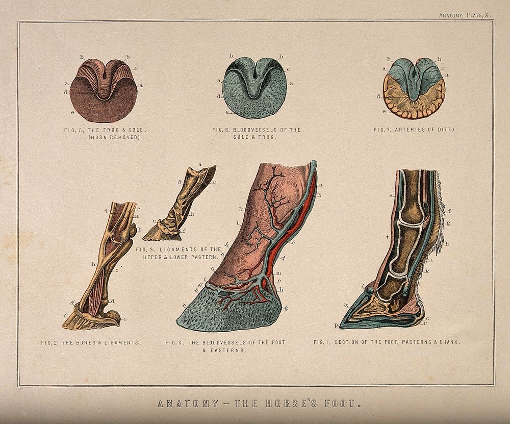Anatomy of the horse's foot: seven figures showing the bones, blood vessels, ligaments and arteries of the hoof and pastern.…