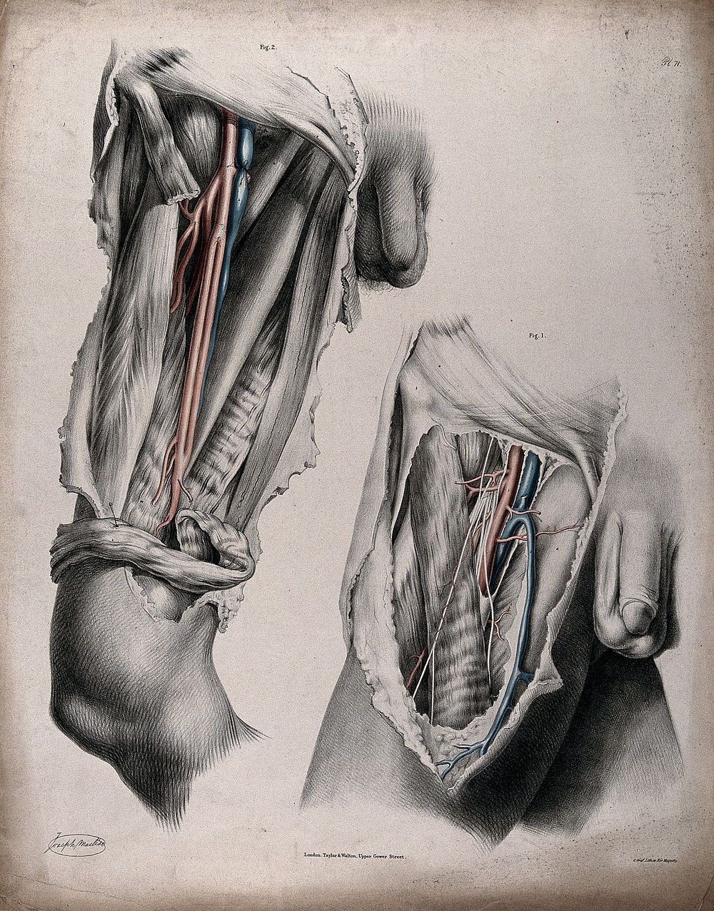 The circulatory system: dissections of the thigh and groin of a man, with the arteries and veins indicated in red and blue.…