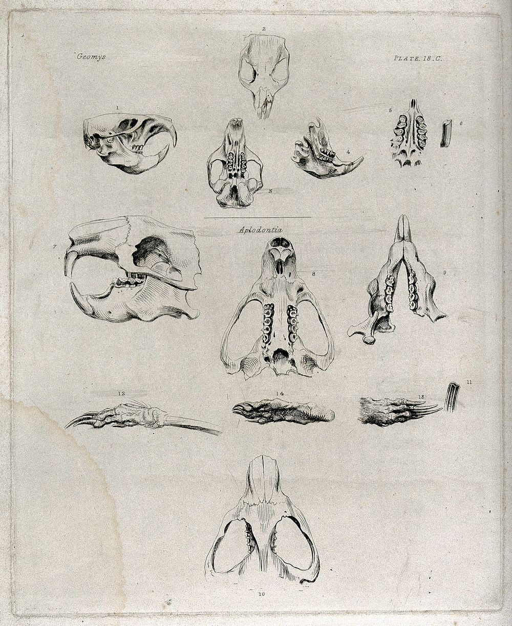 Skull, jaw-bones and paws of a gopher and a beaver: fourteen figures. Etching, 1840/1870.