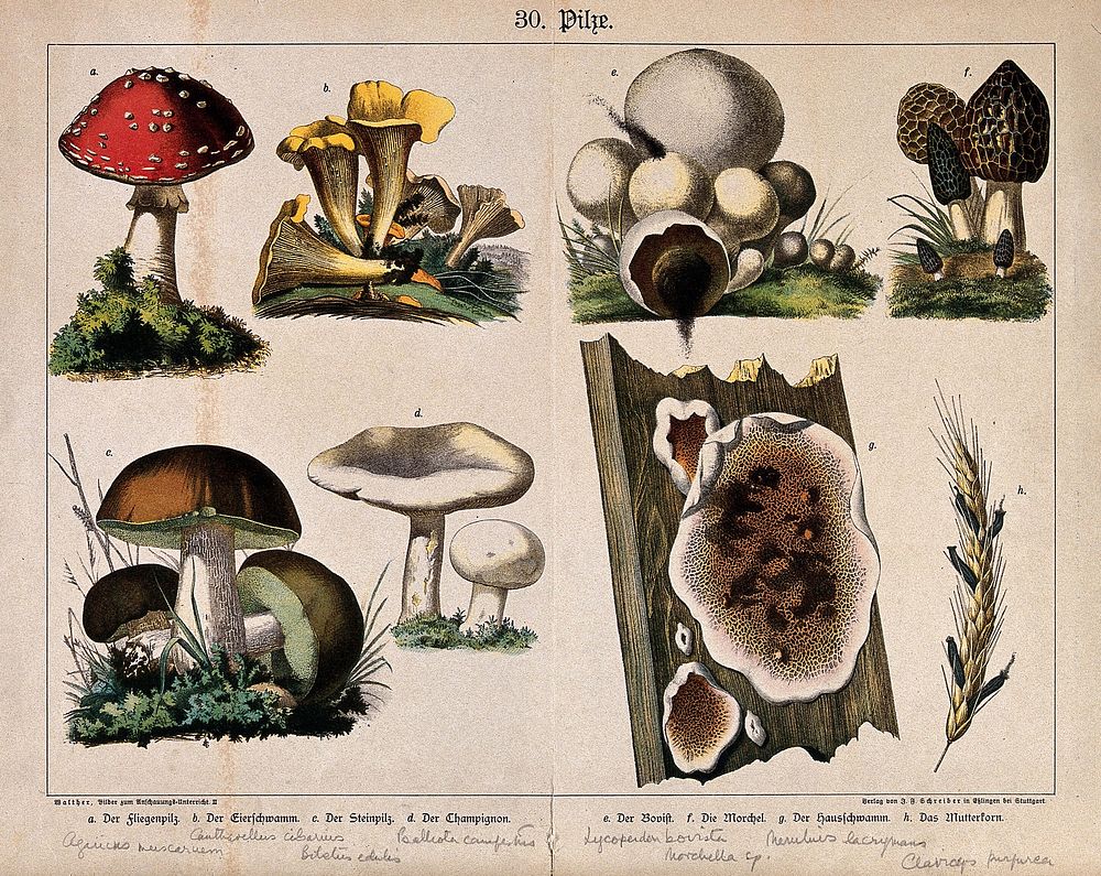 Eight fungi, including the fly agaric, chanterelle, Boletus edulis, field mushroom, puff ball, morel, dry-rot and ergot.…