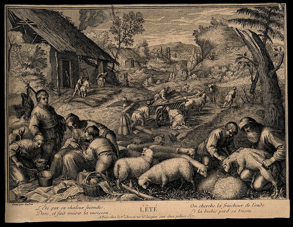 Sheep are sheared and wheat is reaped; representing summer. Etching, 17--, after F.G. Bassano the younger.