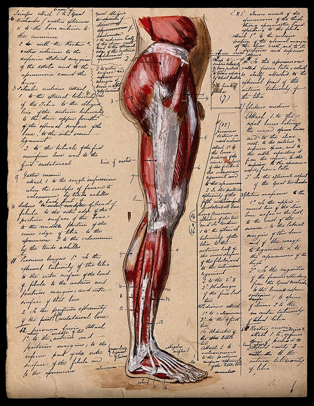 Muscles of the leg and foot: side view. Ink and watercolour with laminated flaps, 18--.