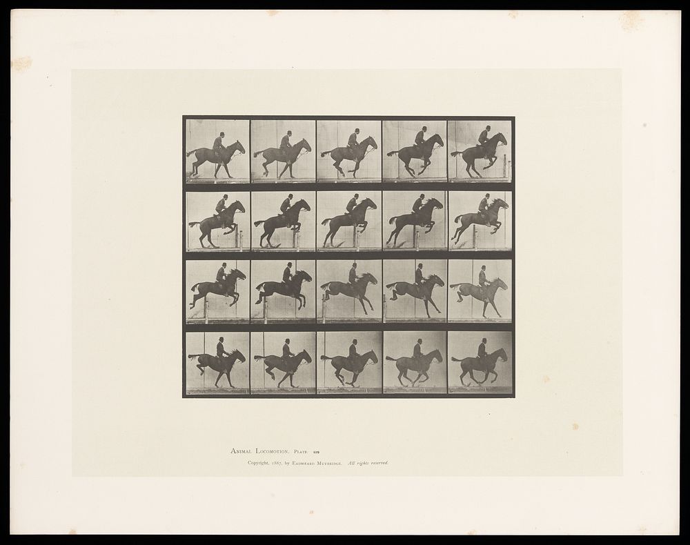 A clothed man riding a saddled horse jumps a hurdle. Collotype after Eadweard Muybridge, 1887.
