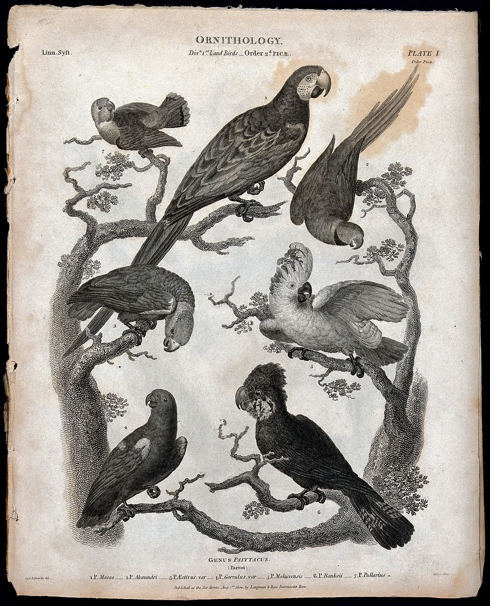 Seven parrots of the order Psittaciformes. Line engraving by Milton after S. Edwards, 1804.