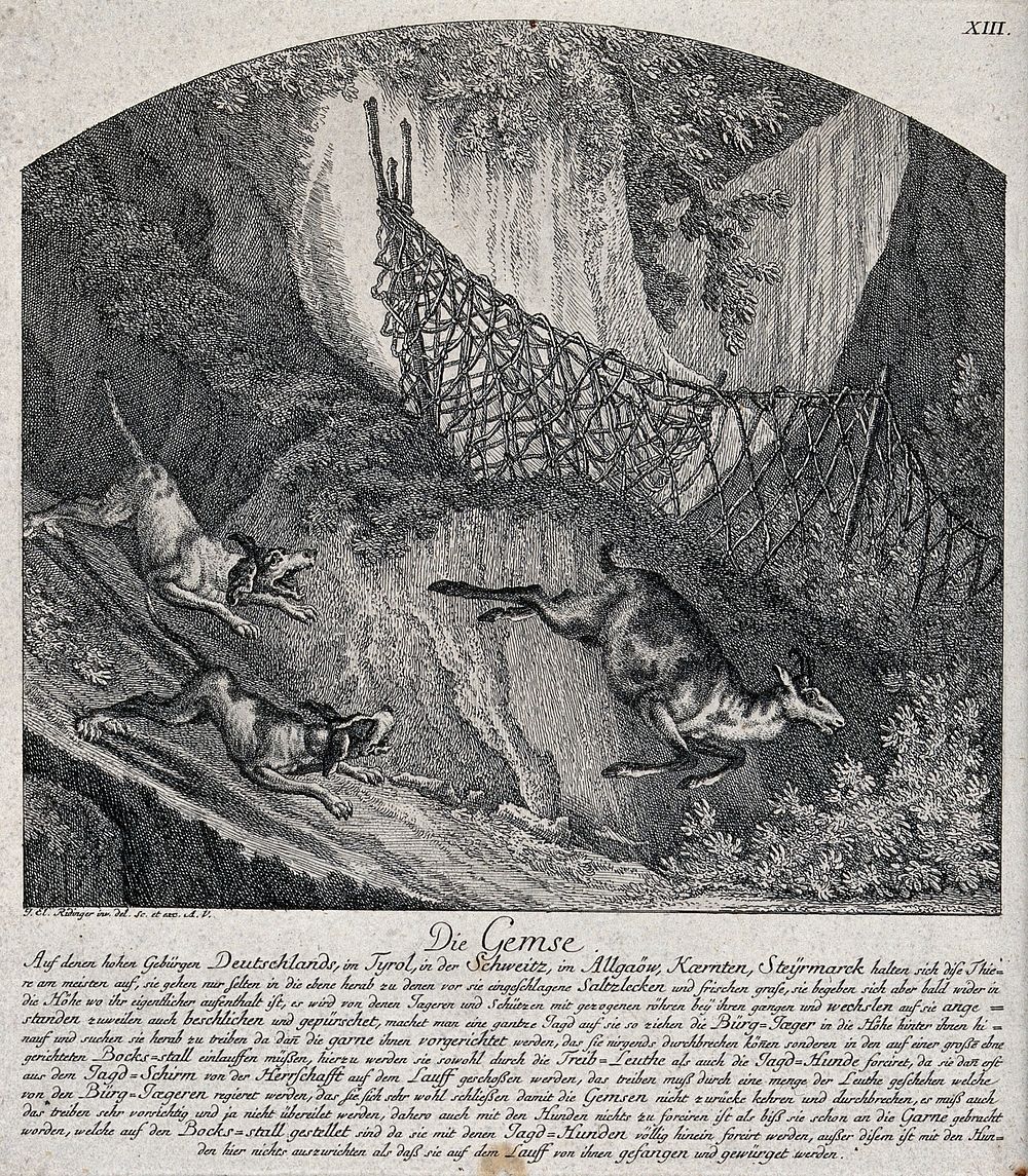 A chamois buck is chased downhill into a net by two hunting dogs. Etching by J.E. Ridinger.