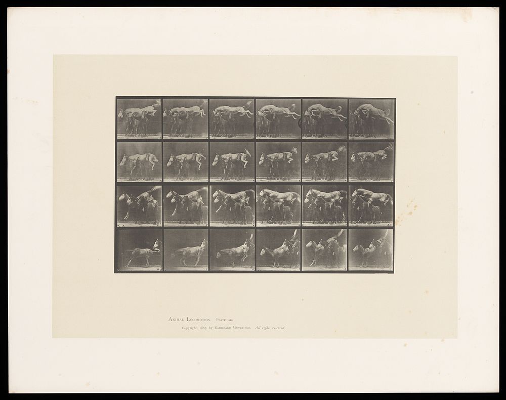 A horse jumping over three ponies. Collotype after Eadweard Muybridge, 1887.
