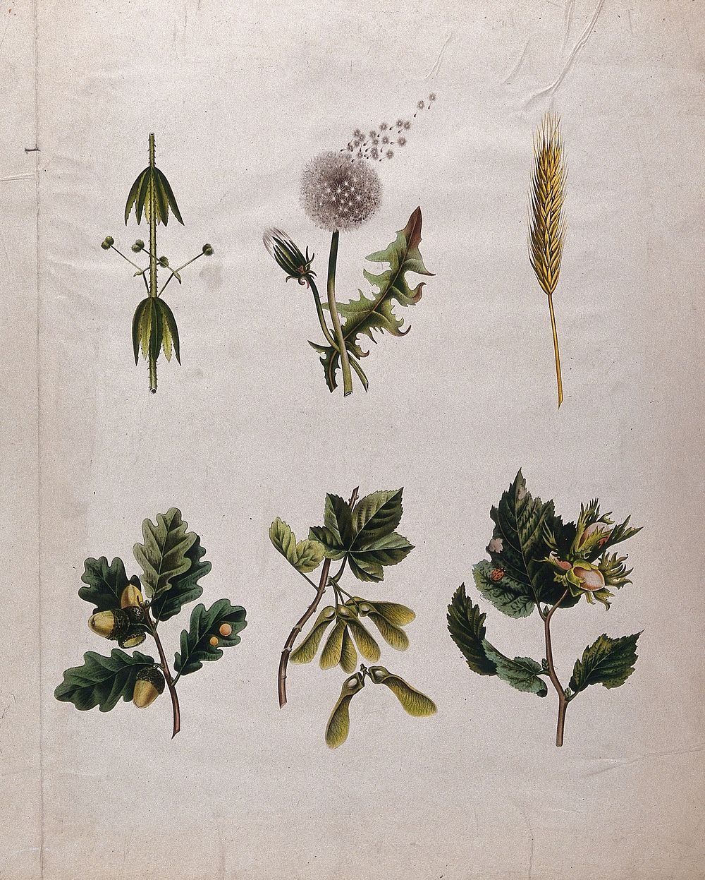 Six seeding plants, including dandelion, oak, sycamore and hazel, all illustrating different methods of seed dispersal.…
