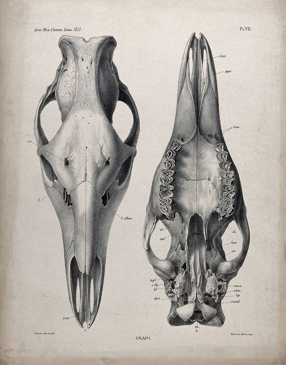 The skeletal head of an okapi seen from above and below. Lithograph by J. Green.