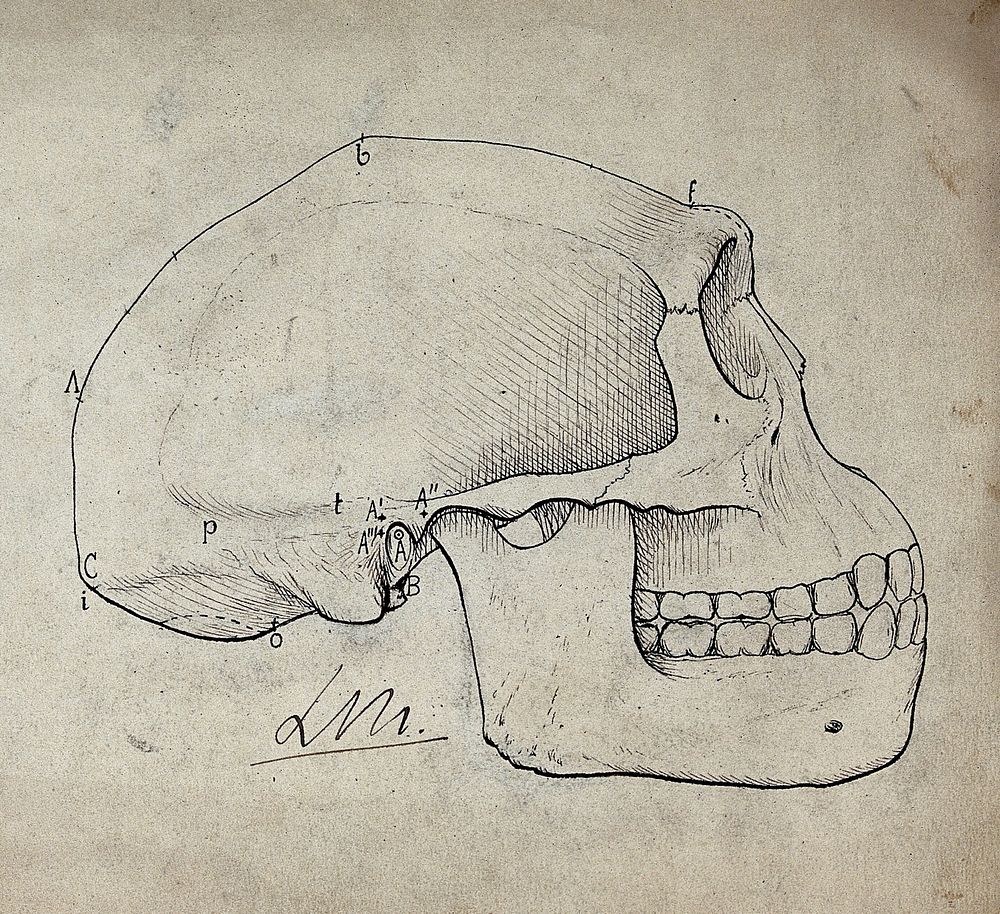 Skull (of an ape ): side-view. Drawing by Léonce Manouvrier, ca. 1900.