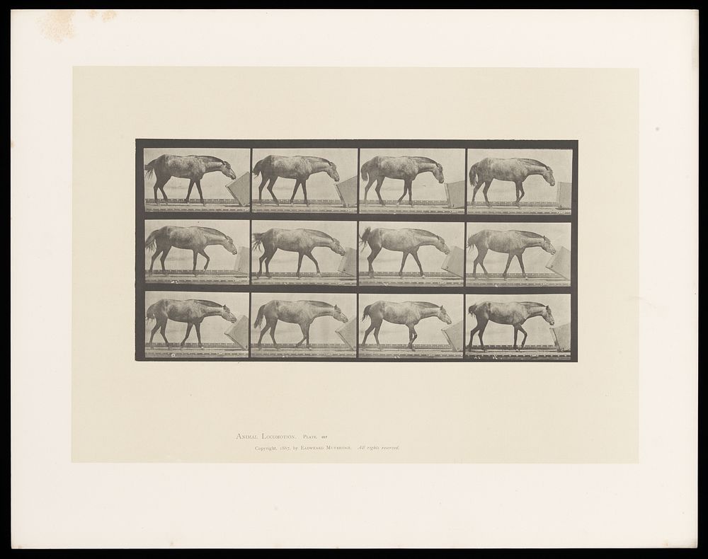 A horse rolls a box along the ground with its muzzle. Collotype after Eadweard Muybridge, 1887.