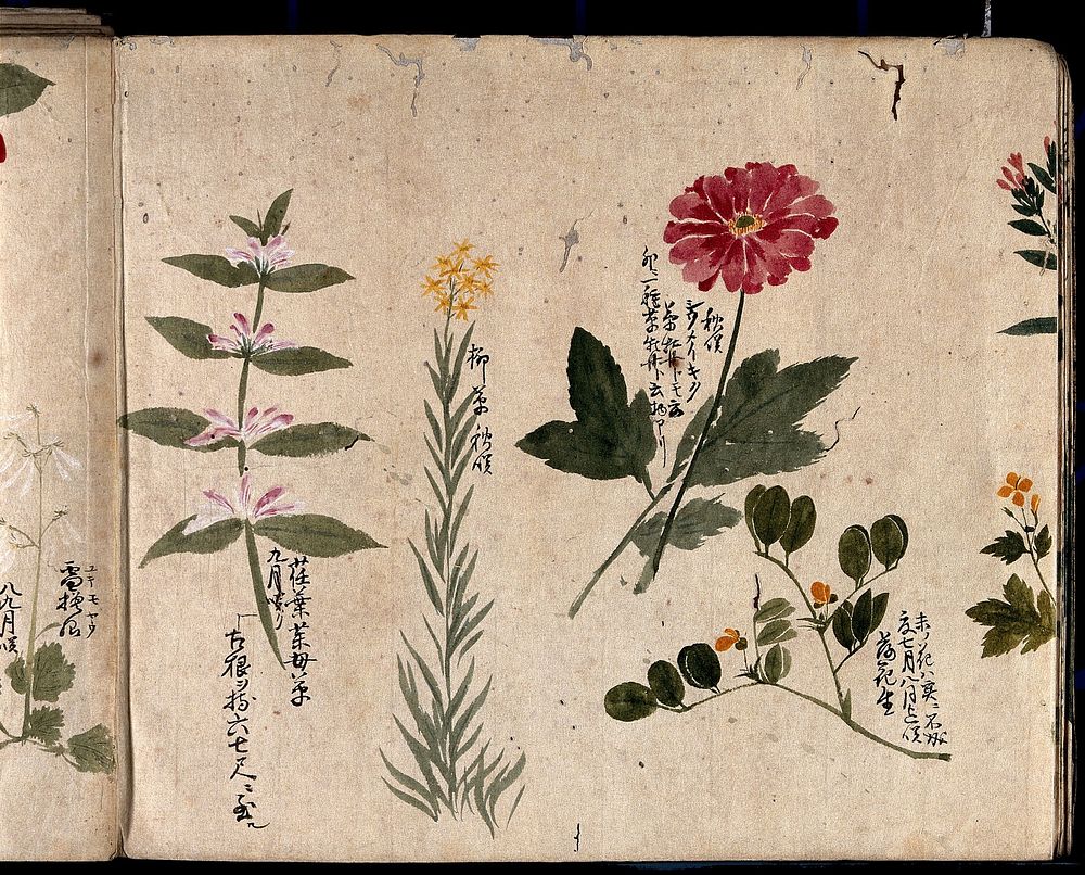 Four flowering plants, including a legume, a labiate and an anemone. Watercolour, c. 1870.