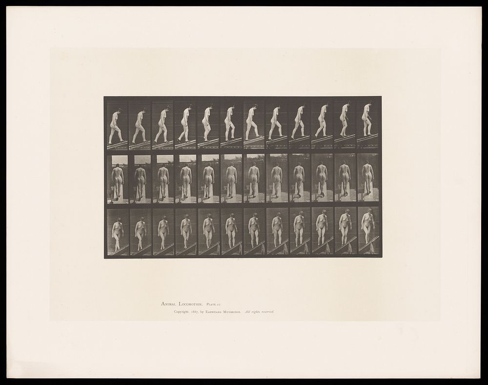 A naked woman walking up a slope wearing shoes. Collotype after Eadweard Muybridge, 1887.