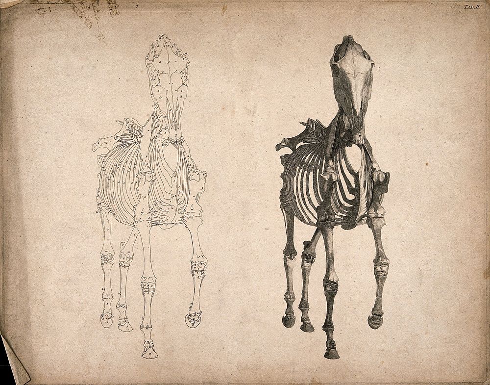 Skeleton of a horse, seen from the front: two figures, one an outline drawing, the other a tonal drawing. Engraving with…