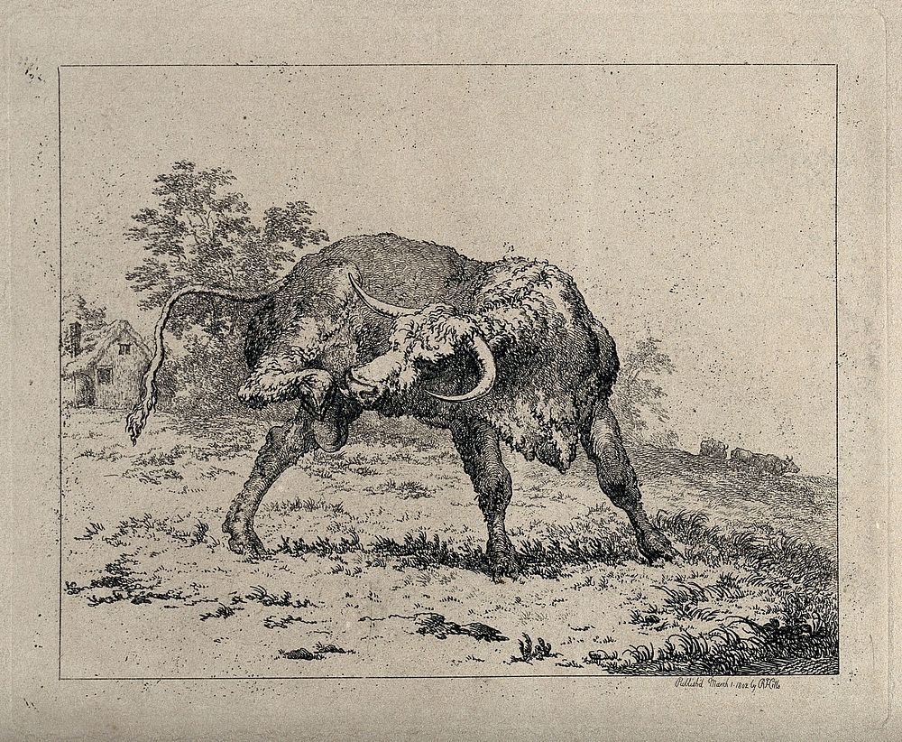 A bull standing in an enclosure trying to lick its hind leg. Etching.