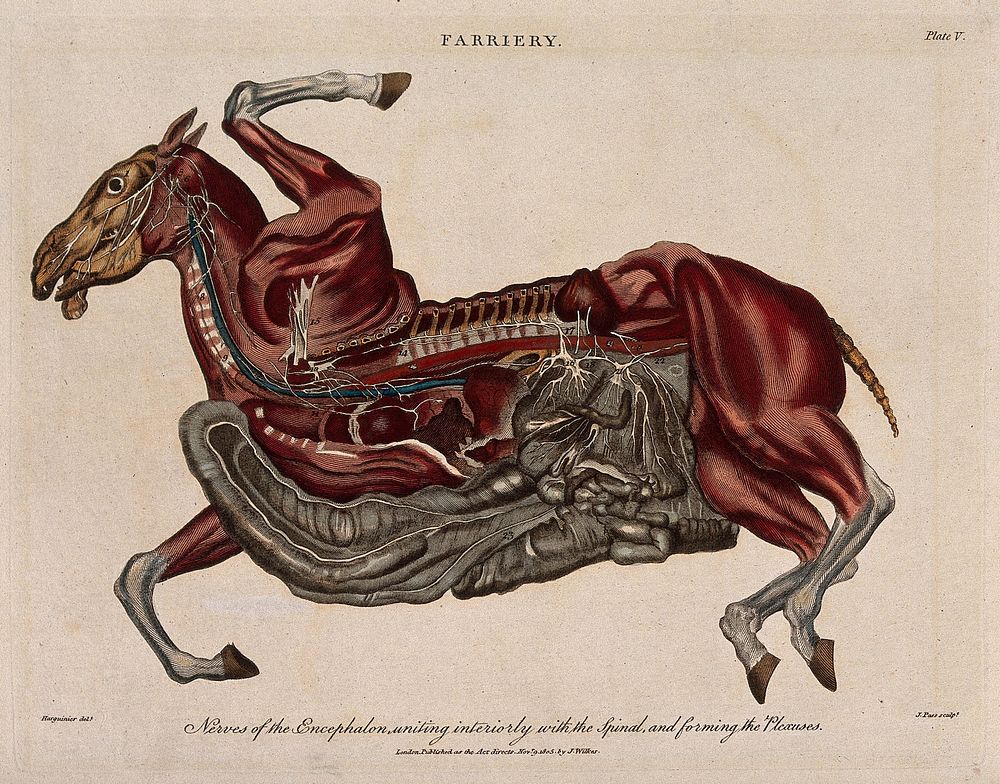 Dissection of a horse, showing the nervous system. Coloured engraving by J. Pass after Harguinier, 1805.