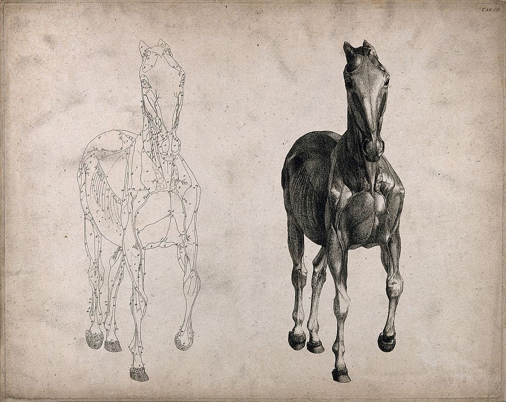 A horse, seen from the front: two écorché figures showing the muscles and blood-vessels, one an outline drawing, the other a…
