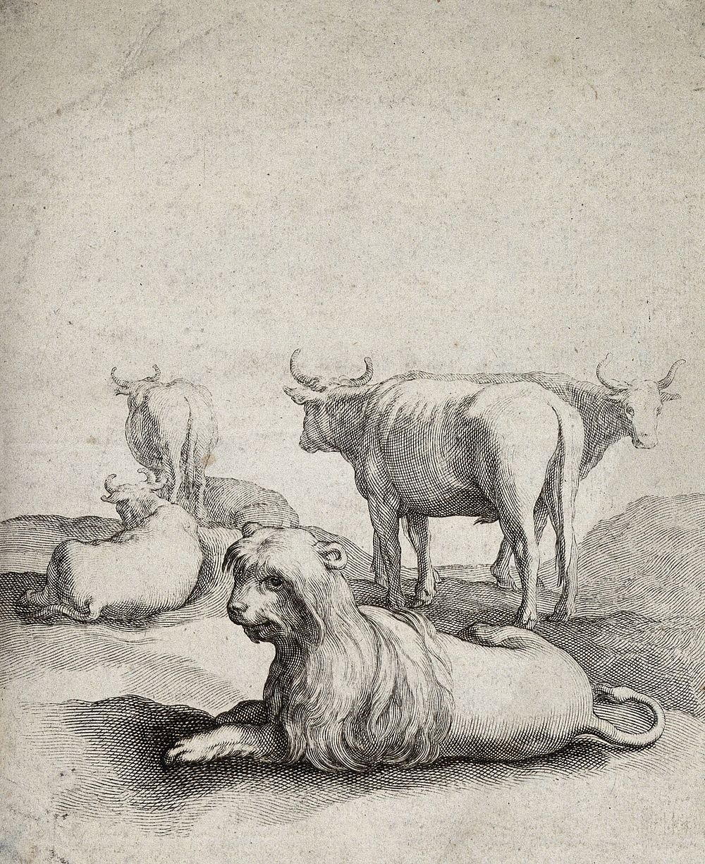 A feline creature is lying in front of a herd of cattle. Engraving.