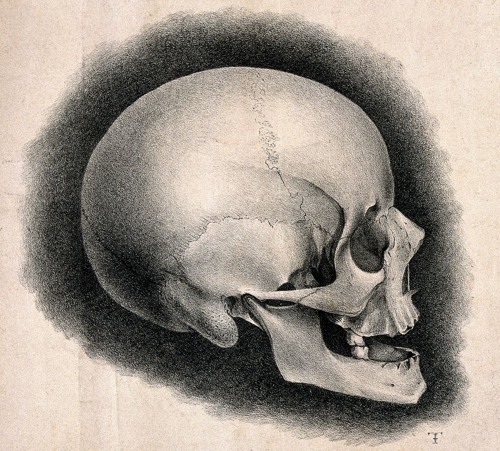 Human skull: right lateral view. Lithograph, 18--.