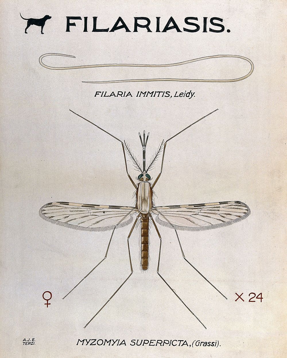 parasitic nematode (Filaria immitis) and | Free Photo Illustration ...