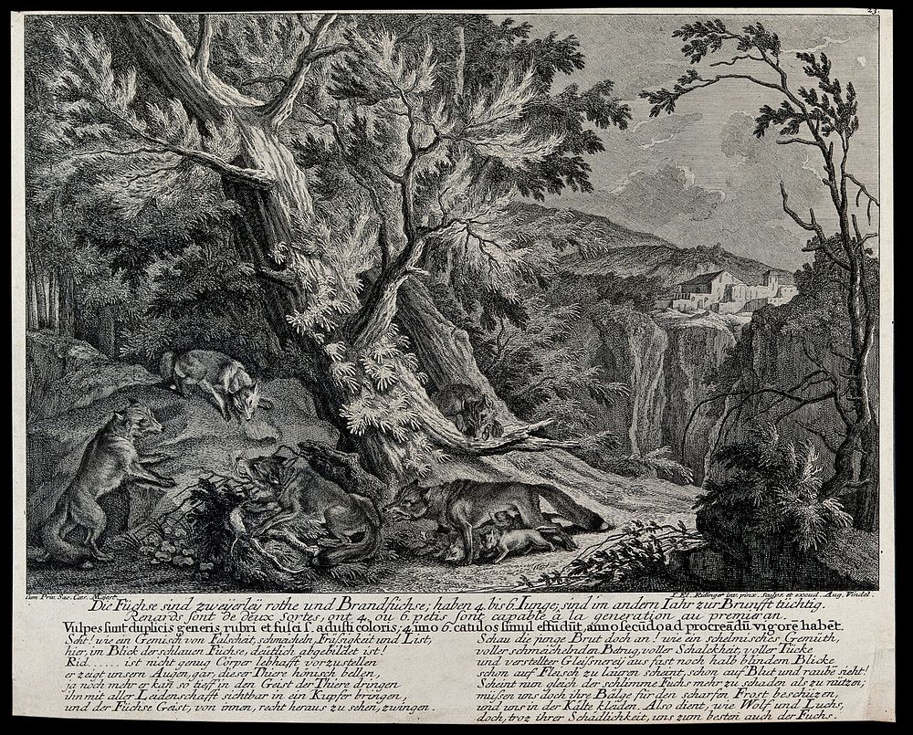 Foxes and their young in a clearing in the forest. Etching by J.E. Ridinger.
