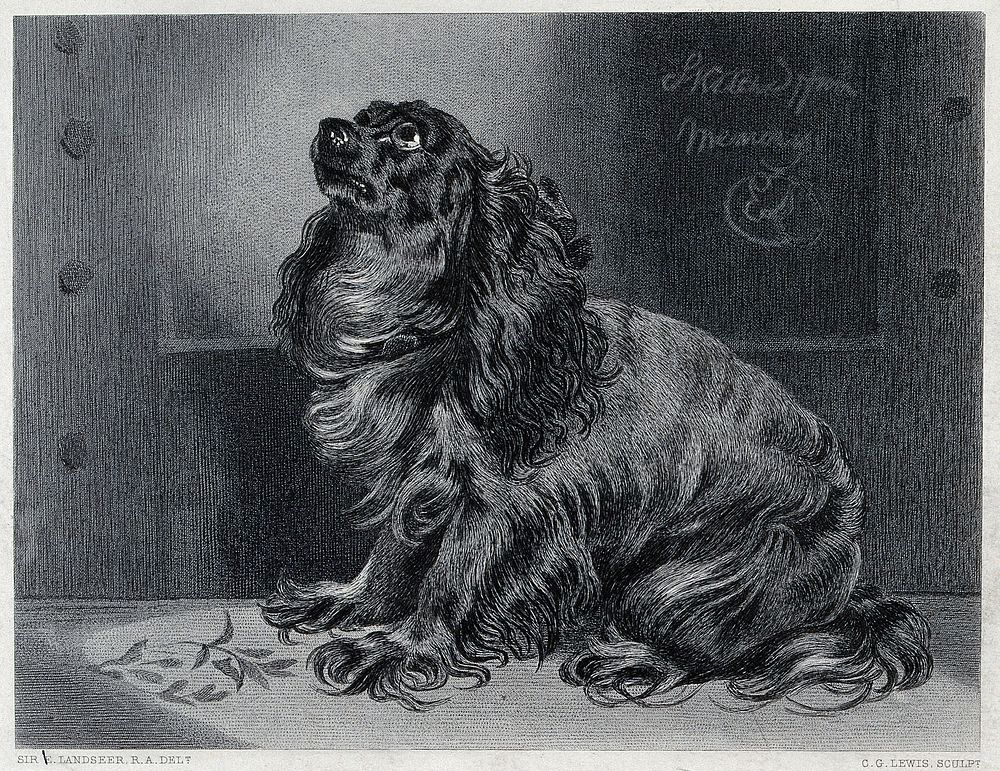 A pet dog sitting and looking up with an expectant gaze. Steel engraving by C. G. Lewis after E. H. Landseer.