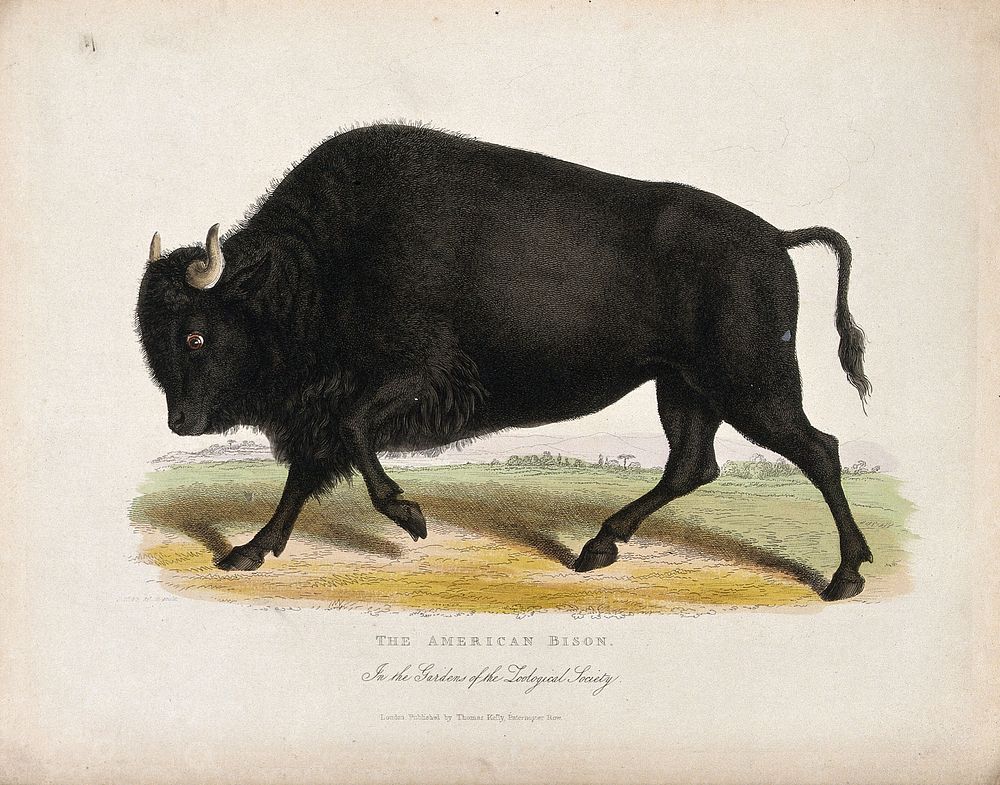 Zoological Society of London: an American bison. Coloured etching by J. Webb.