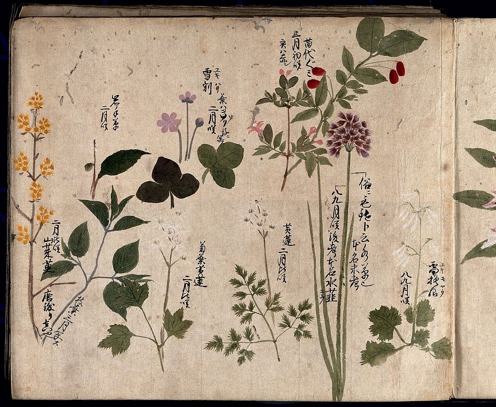 Eight flowering plants, possibly including a species of Allium and an Australian fuchsia (Correa species). Watercolour, c.…