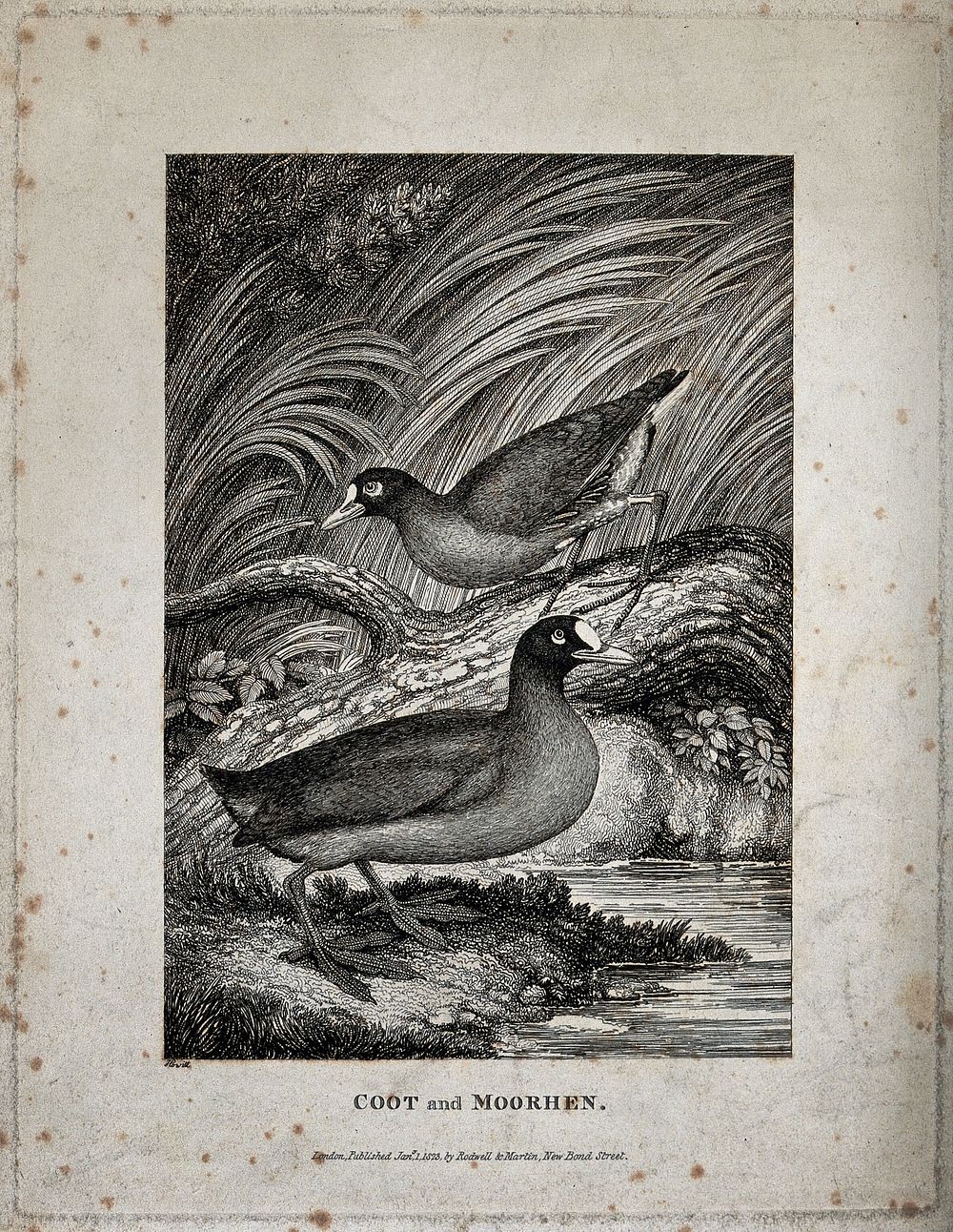 A coot and a moorhen on the shore of a river. Etching by W. S. Howitt.