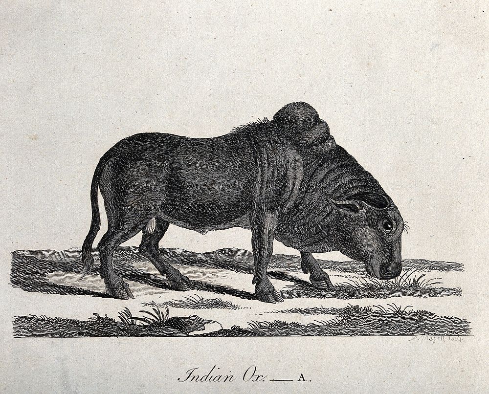 An Indian ox grazing. Etching by P. Mazell.