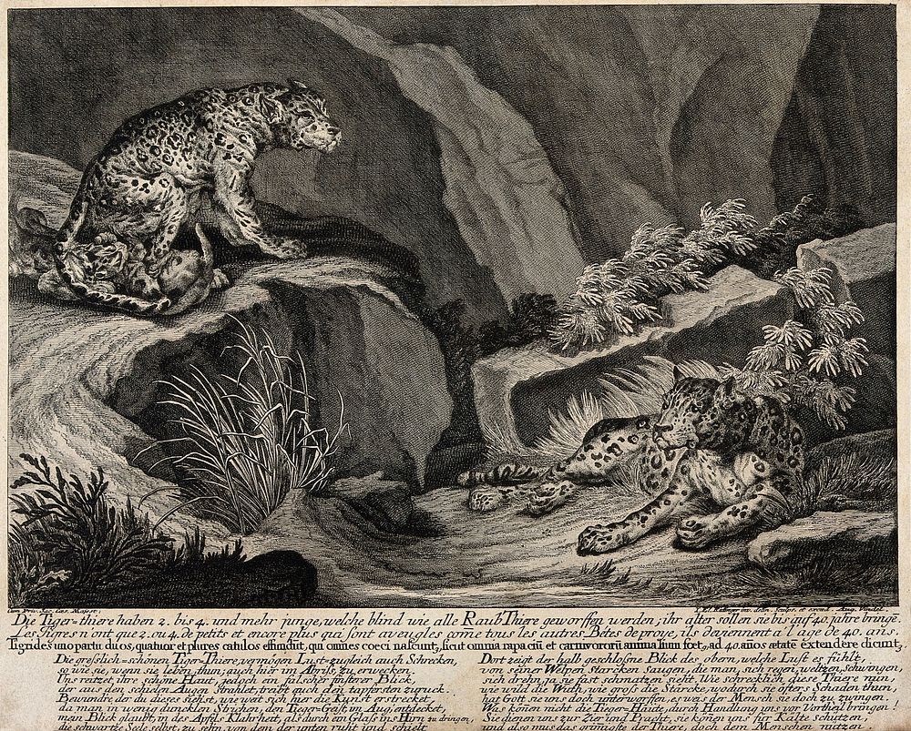 Two tigers and their cubs in a rocky landscape. Etching by J.E. Ridinger.
