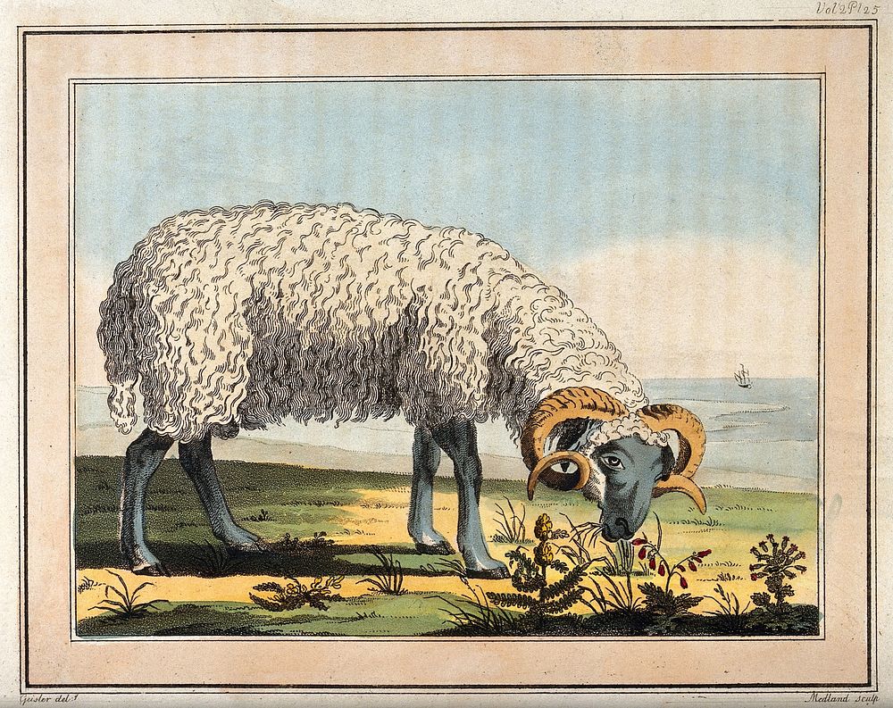 A sheep grazing by the coast. Coloured etching by T. Medland after C.-G. Geissler.
