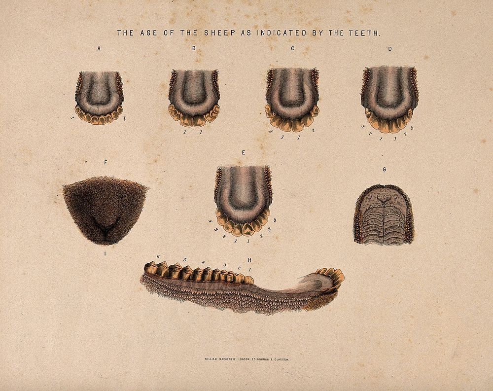 Sheep teeth: seven figures showing the stages of development in the teeth of sheep of different ages. Coloured etching, ca.…