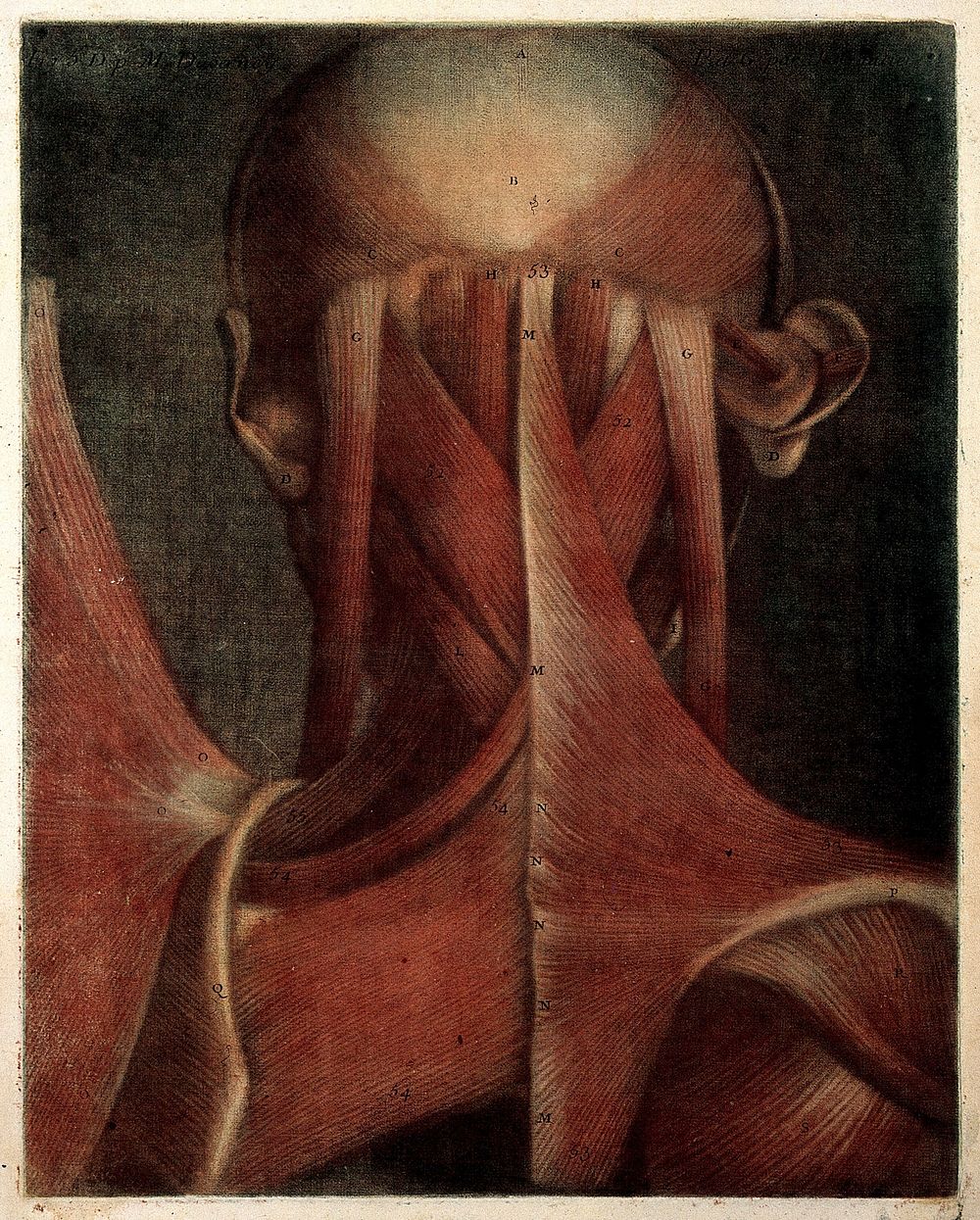 Muscles of the head, neck and shoulders. Colour mezzotint by J. F. Gautier d'Agoty after himself, 1745-1746.