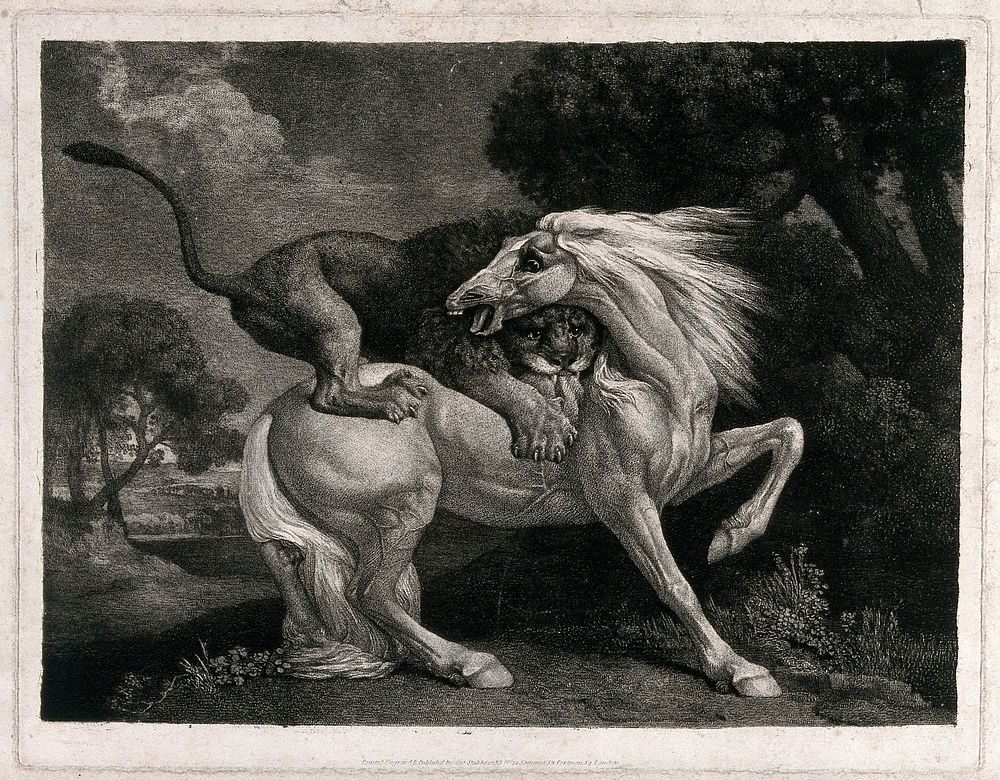 A horse attacked by a lion. Soft ground etching by G. Stubbs, 1788.