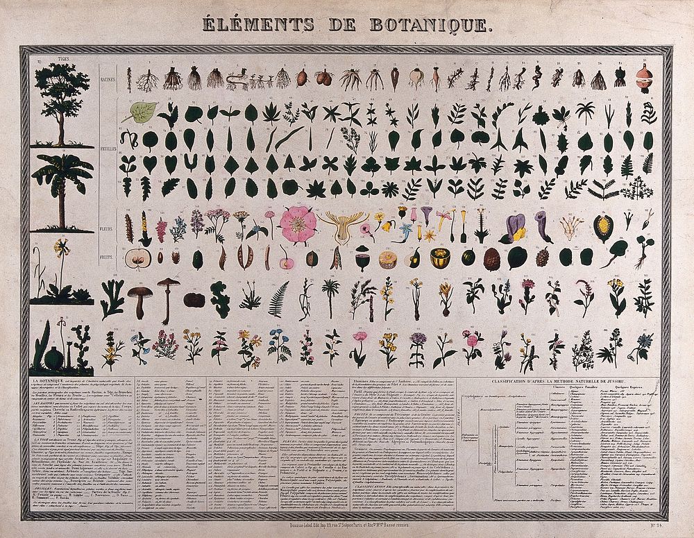 Botanical classification; 227 figures of plant anatomical segments with descriptive text. Colour process print .