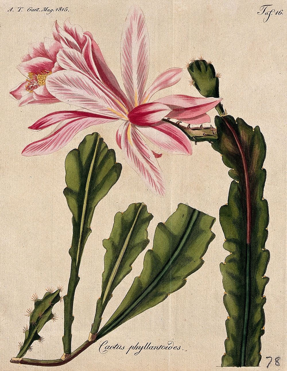 A flowering cactus, possibly a night-flowering cactus (Epiphyllum species). Coloured etching, c. 1815.