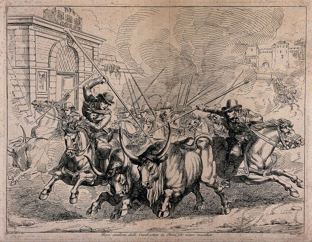 Bulls being gored and rounded-up by men on horseback for slaughter in Rome. Etching by B. Pinelli.