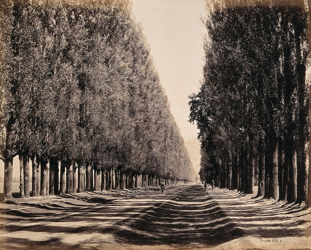 Srinagar, Kashmir: a dense poplar avenue. Photograph by Samuel Bourne.