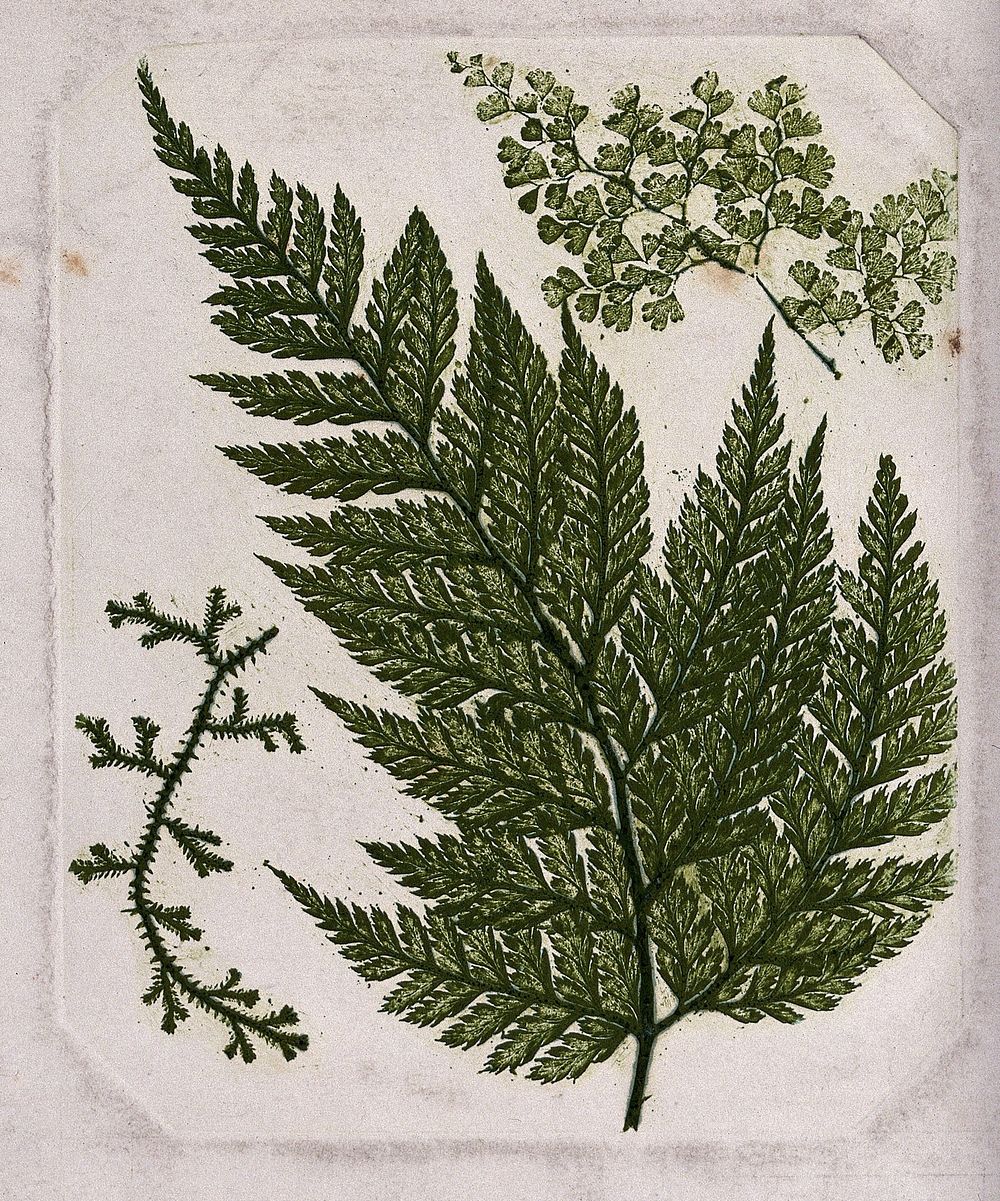 Three species of fern, including a maidenhair fern (Adiantum species) and a clubmoss. Colour nature print by F. Branson…