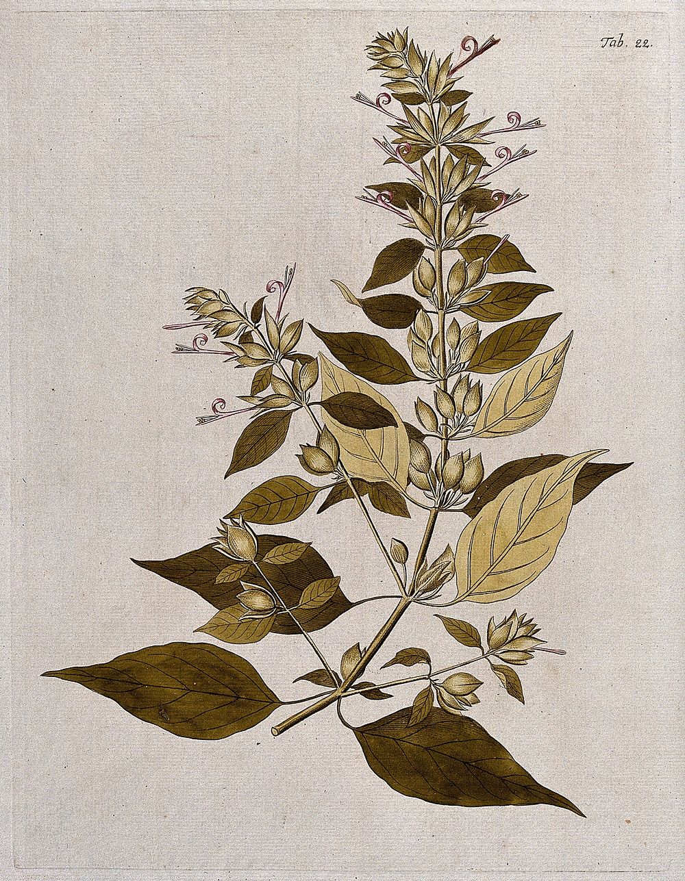 Justicia martinicensis Jacq.: flowering stem. Coloured engraving after F. von Scheidl, 1776.