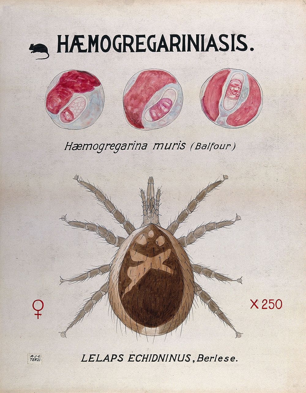 Life-cycle stages of the parasite Haemogregarina muris and its vector, the mite (Lelaps echidninus). Coloured drawing by…