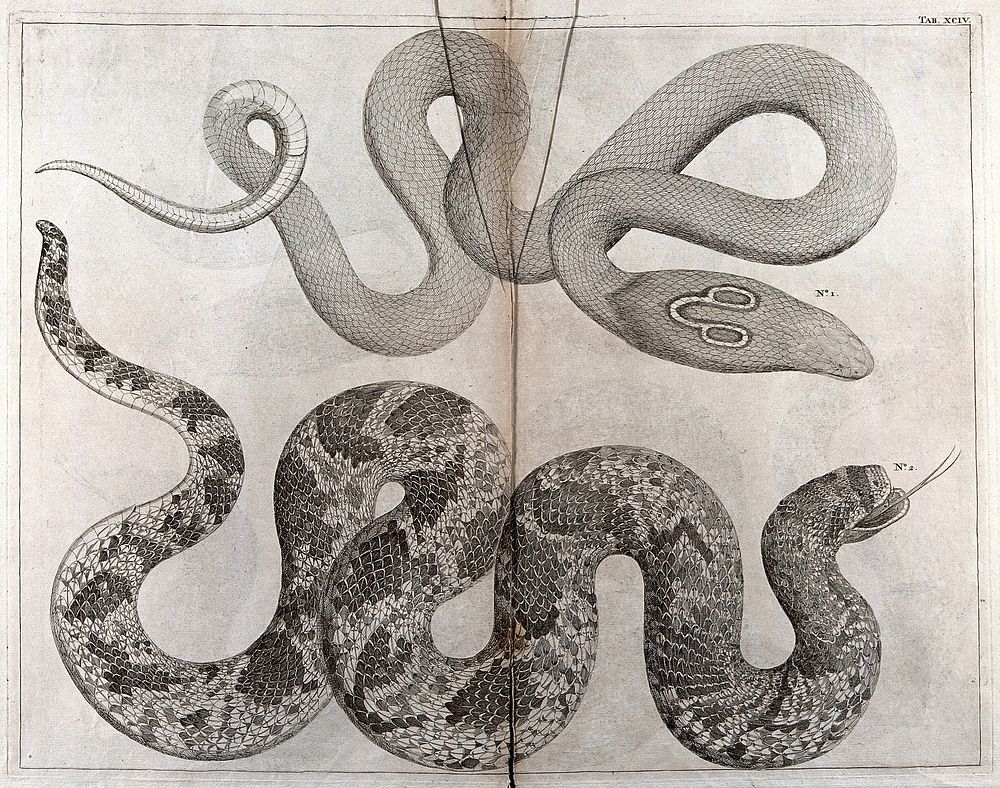Two snakes, including an Indian Cobra , with 'spectacle' marking on its hood. Etching, 18--.